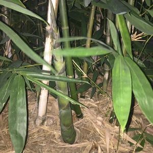 Meet your Posher, Sothea thomas